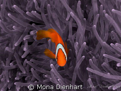 taken on Apo Island, PPhilippines. As the anemone was alm... by Mona Dienhart 